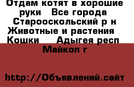 Отдам котят в хорошие руки - Все города, Старооскольский р-н Животные и растения » Кошки   . Адыгея респ.,Майкоп г.